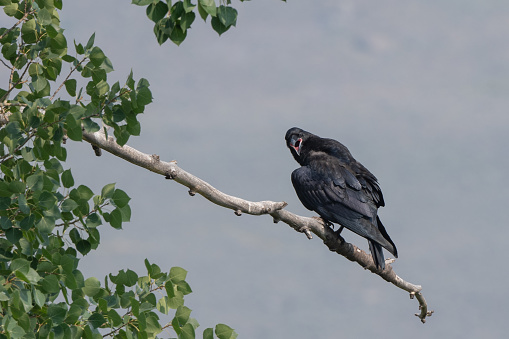 Cuervo encaramado en un árbol photo