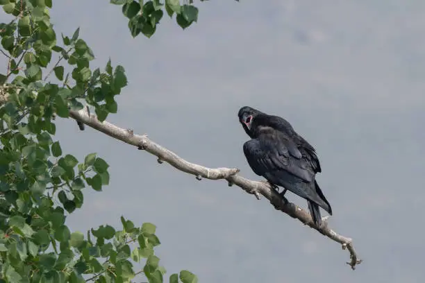 Photo of Raven perched in a tree
