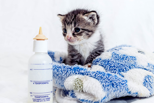 A two week old kitten sits on a blanket against a white background, looking at her bottle.