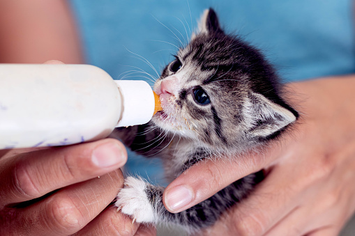 A 3 week old kitten eats from a bottle while being held.
