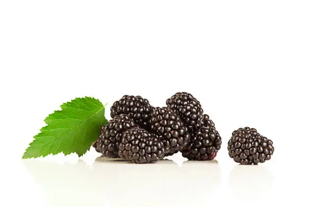 Ripe blackberries (Rubus fruticosus) isolated on white background