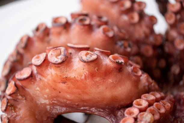 istock Close-up on boiled whole octopus tentacle sucker legs 1332064531