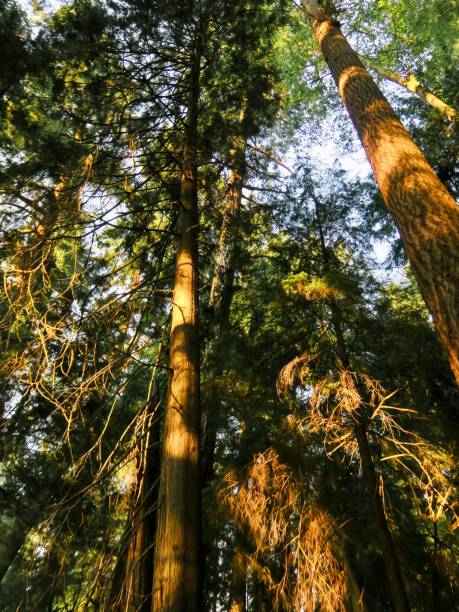 istock Golden Hour in Woodland 1332065276