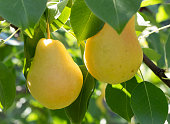 Pears on the tree