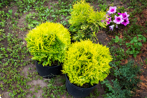 Three young yellow decorative thuja in pots before planting.