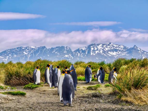 A group of king penguins, Aptenodytes patagonicus, on South Georgia Island in the South Atlantic Ocean. stock photo