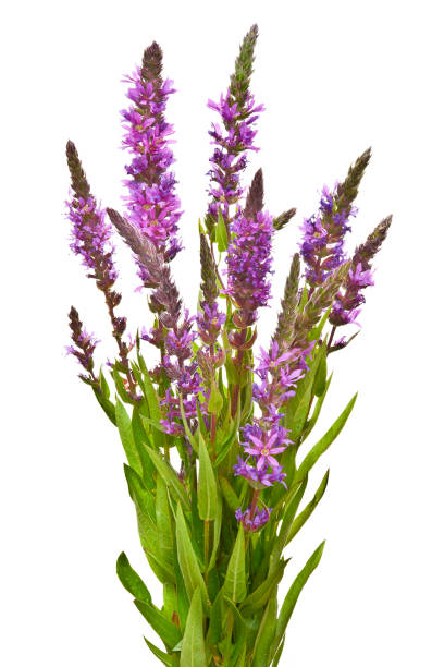 Lythrum salicaria on white background Lythrum salicaria lythrum salicaria purple loosestrife stock pictures, royalty-free photos & images