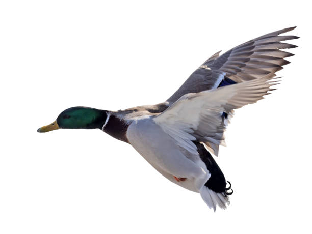 istock mallard duck drake with green head in flight 1332068527