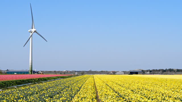 Big Dutch colorful tulip fields with wind turbine