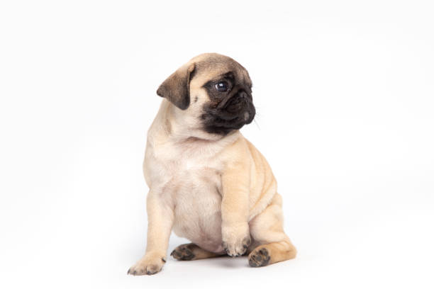 Portrait of a pug dog