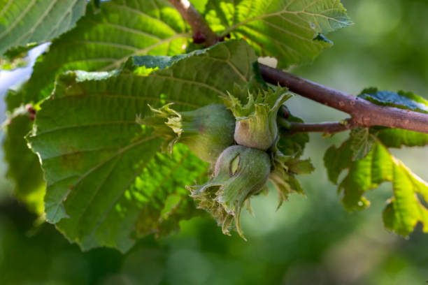istock Fresh green hazelnuts are growing on the tree, Turkey - Bolu 1332071286