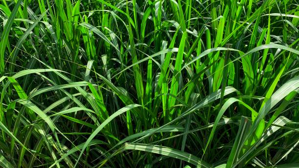 istock Green grass background. Daylight greenery, rainy season. Texture background. Wallpaper nature. 1332071969