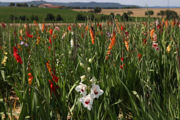 istock Gladioli field for self cutting and shopping 1332072404