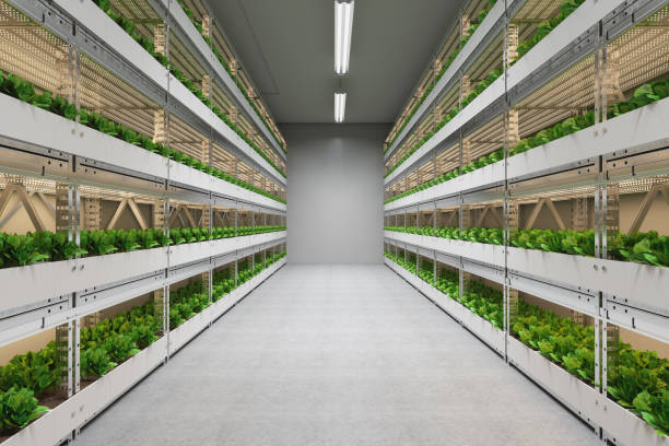 bastidores de lechugas cultivadas en granja vertical hidropónica - controlled environment fotografías e imágenes de stock
