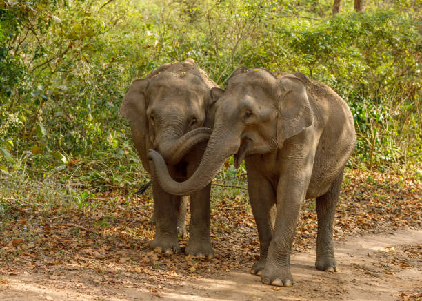 istock Asian Elephants on the jungle track. 1332077514