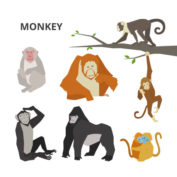 Playful monkey character vector design illustrations. ape stock illustrations