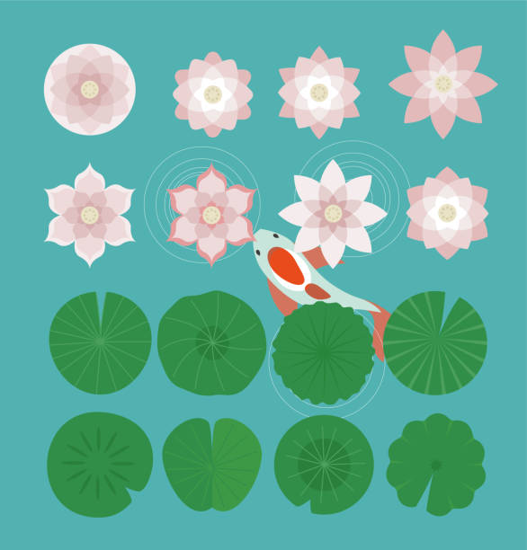 verschiedene lotussauce und karpfen. - lotus water lily isolated lily stock-grafiken, -clipart, -cartoons und -symbole