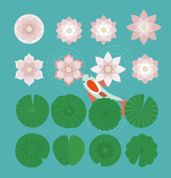 ilustrações de stock, clip art, desenhos animados e ícones de various lotus sauce and carp. - lotus leaf