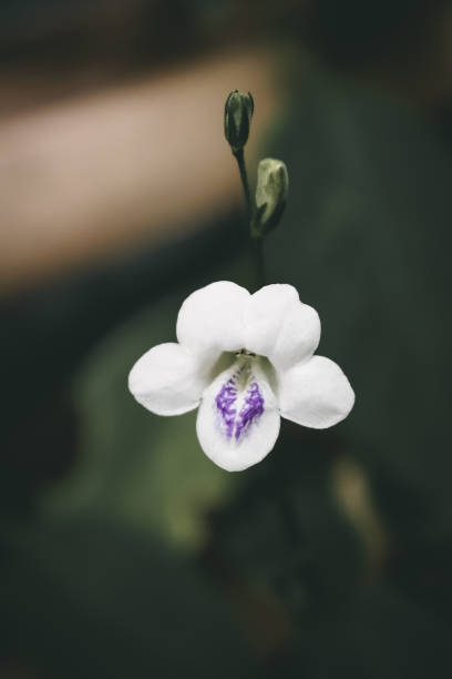 istock Gangetic asystasia 1332081467