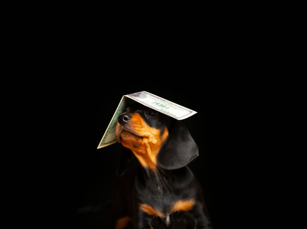 istock image of dog dark background 1332083106