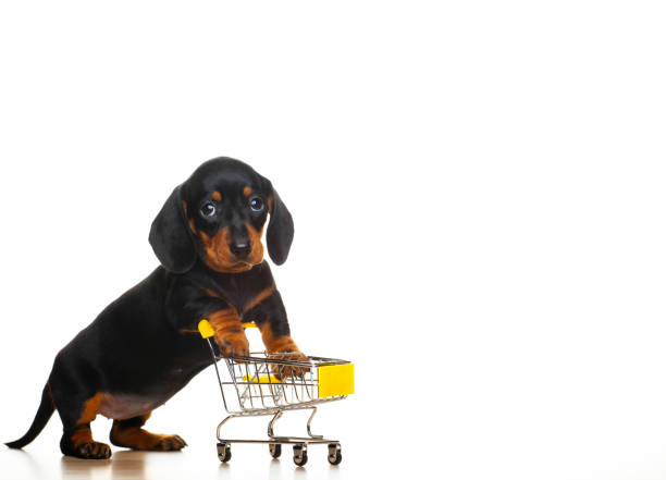 image of dog trolley white background - dachshund color image dog animal imagens e fotografias de stock