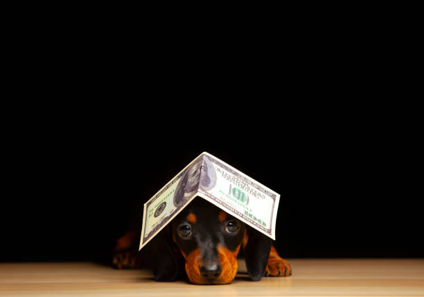 istock image of dog dark background 1332083194