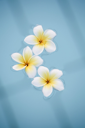 Summer, relax and spa concept . Minimal nature background. frangipani flowers in blue water in pool.