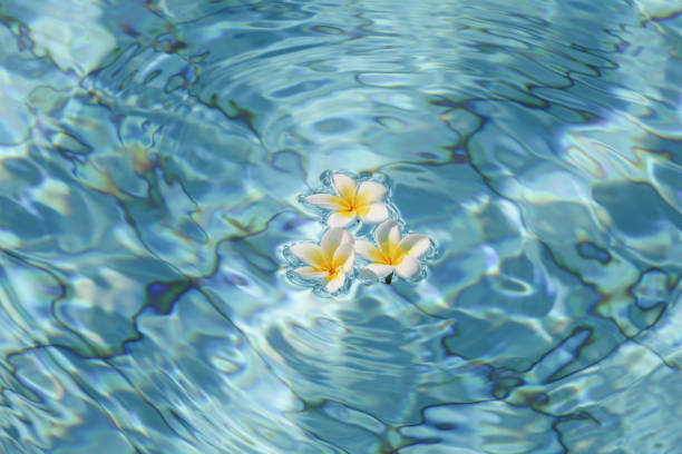 Summer, relax and spa concept . Minimal nature background. frangipani flowers in blue water in pool.