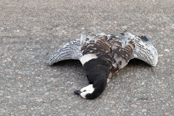 ganso percebe muerto tirado en la calle - accident animal bird animal body fotografías e imágenes de stock