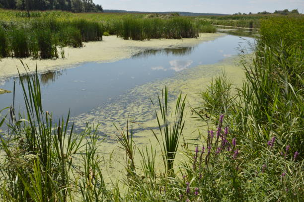 istock A small river is flowing overgrown with reeds and blocked by a the dam 1332086167