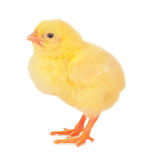 istock Small yellow chicken isolated on a white background. 1332087033