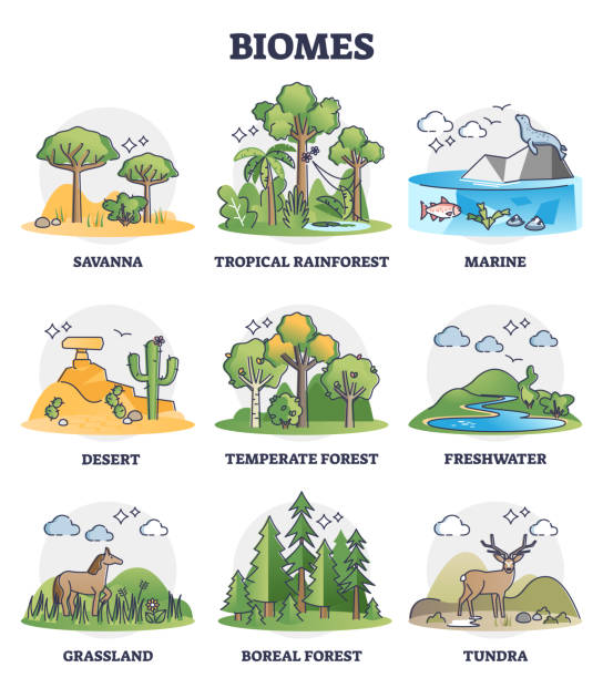 ilustraciones, imágenes clip art, dibujos animados e iconos de stock de biomas como división biogeográfica de las zonas del clima en sistema de la colección del contorno - forest tundra