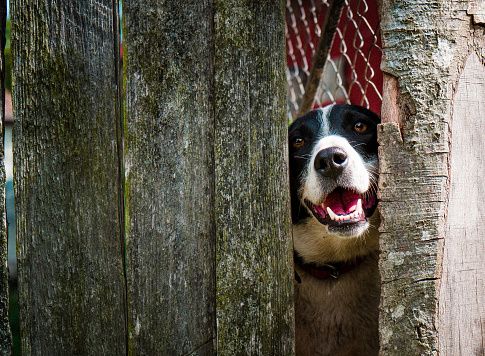 Portrait of a curious black and white dog sticking his head between a gab in a rustic wooden fence in the countryside. Room for copy space.