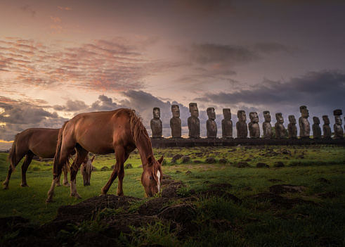 The famous moai of the Easter island during the sunny day. No people. Just horses.