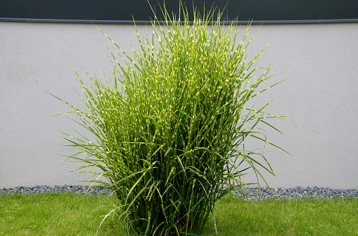 Its fresh, deep green color of delicate leaves looks elegant and luxurious at the same time. grows very densely. Slightly drooping leaf tips give the plant a truly graceful look, Miscanthus, sinensis, kleine, fountaine, fountain, zebrinus, strictus, variegatus, gracillimus