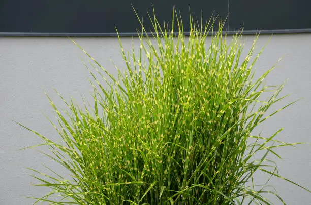 Its fresh, deep green color of delicate leaves looks elegant and luxurious at the same time. grows very densely. Slightly drooping leaf tips give the plant a truly graceful look, Miscanthus, sinensis, kleine, fountaine, fountain, zebrinus, strictus, variegatus, gracillimus