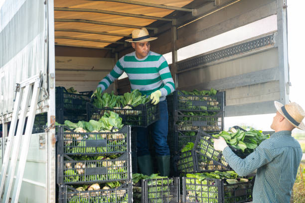 istock Latin american farmer loading harvested bok choy into truck 1332091332