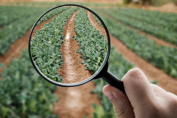 istock Magnifying glass focusing on agriculture 1332092375