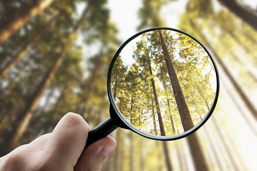Magnifying glass focusing a forest - Environmental conservation concept