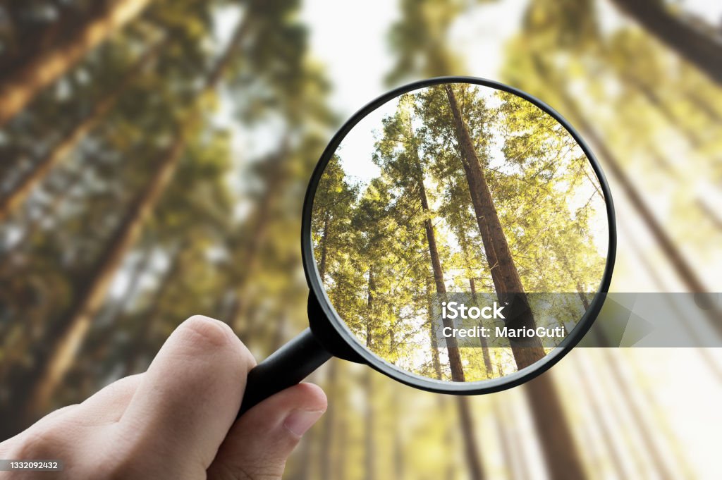 Magnifying glass focusing a forest Magnifying glass focusing a forest - Environmental conservation concept Magnifying Glass Stock Photo