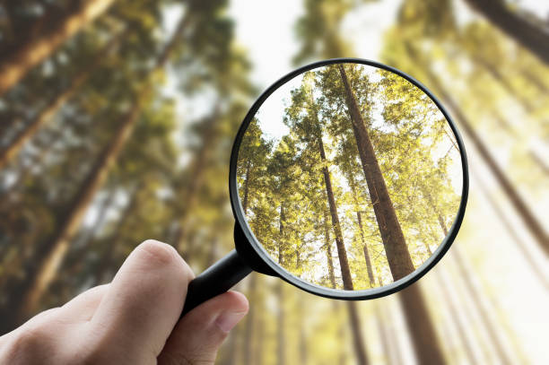Magnifying glass focusing a forest Magnifying glass focusing a forest - Environmental conservation concept magnifying glass stock pictures, royalty-free photos & images