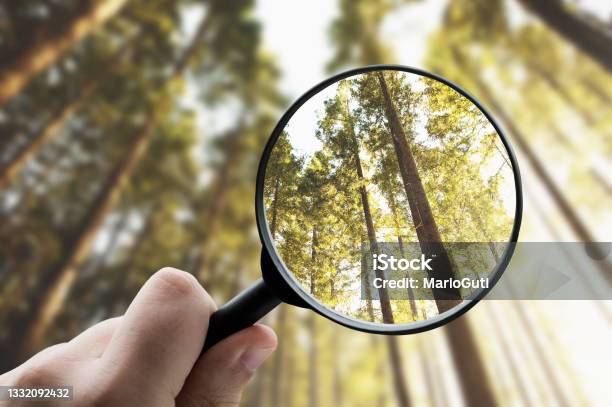 Magnifying Glass Focusing A Forest Stock Photo - Download Image Now - Magnifying Glass, Focus - Concept, Transparent