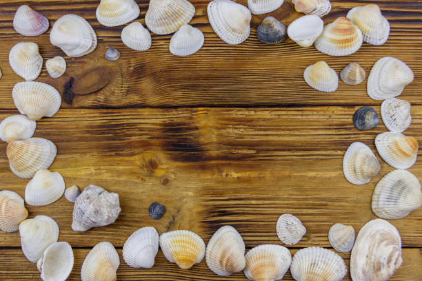 istock Sea shells on rustic wooden background. Top view, copy space 1332092847