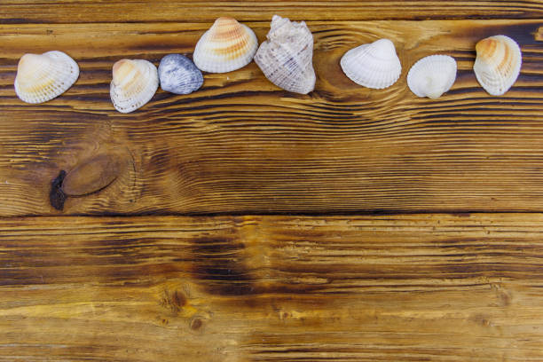istock Sea shells on rustic wooden background. Top view, copy space 1332092849