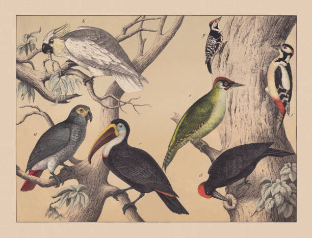 kuvapankkikuvitukset aiheesta kiipeilylinnut (papukaijat ja tikkarit), käsin värillinen kromolitografi, julkaistu 1882 - european green woodpecker