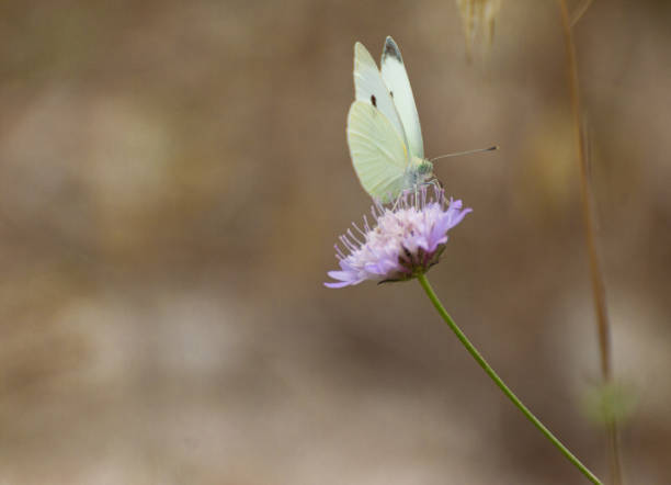 istock Delicate yellow butterfly perched on a lilac flower with soft defocused background. Space to copy. macrophotography 1332093902