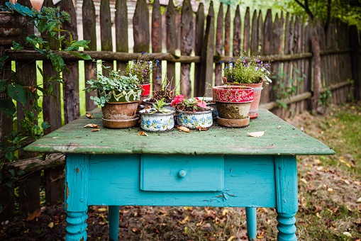 Color image depicting an arrangement of potted plants on a blue and green weathered rustic wooden table outdoors.