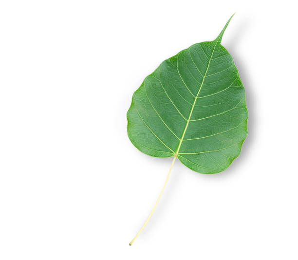istock full green leaves on a white background. 1332094014