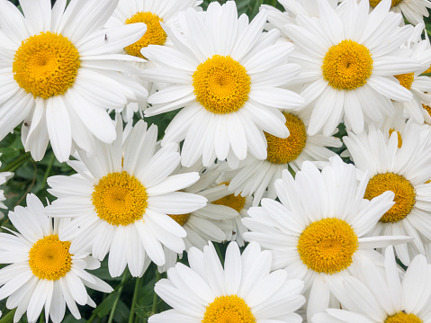 Common Daisies (Bellis Perennis) Full Frame Background