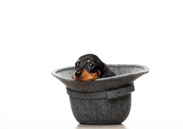 istock image of dog hat white background 1332094273